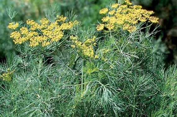 Yellow Blume umbels grown from Long Island Mammoth Dill Samen
