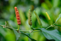 Long Pepper Piper longum Gemüse Samen zum Pflanzen