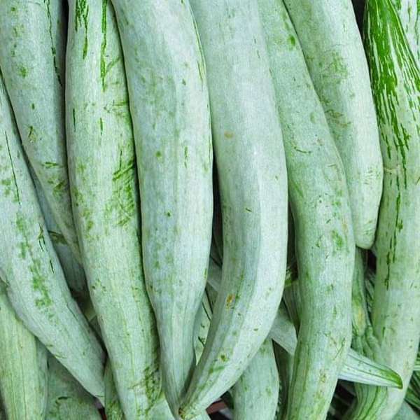 Long snake gourd fruit ready für harvest