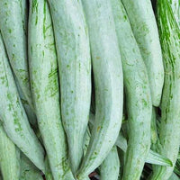 Long snake gourd fruit ready für harvest