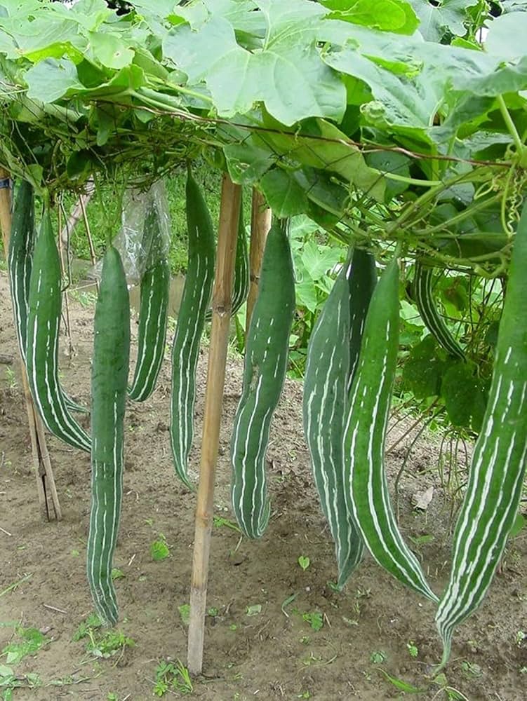 Long snake gourd pflanze samen für vertical gardens