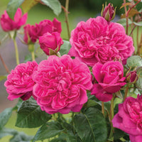 Dark rosa lonza gem rose flowering samen for anpflanzung