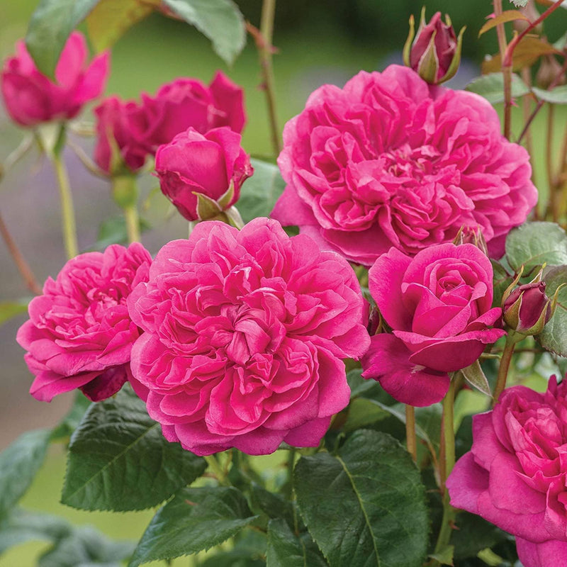 Dark rosa lonza gem rose flowering samen for anpflanzung