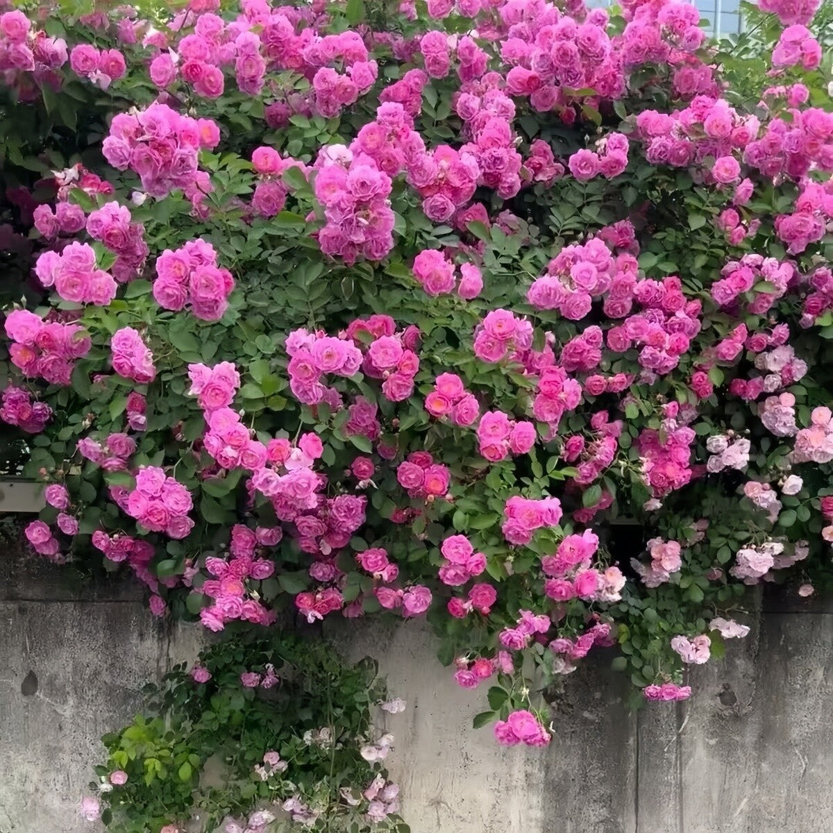 Close-up of lonza gem rose blume