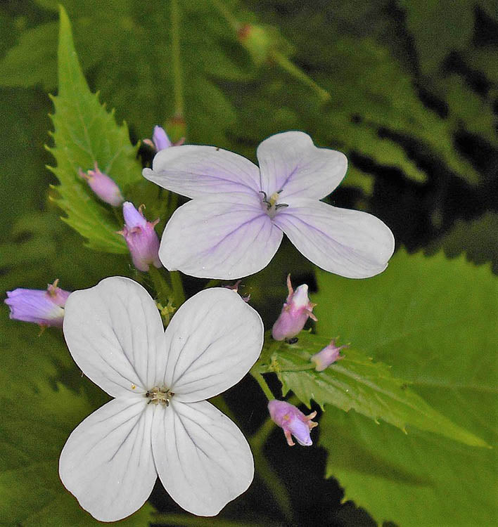 Weiß Lunaria Rediviva Blumensamen zur Aussaat – hochwertige Qualitäts- – Traditionssorte & ohne Gentechnik Samen Hausgarten
