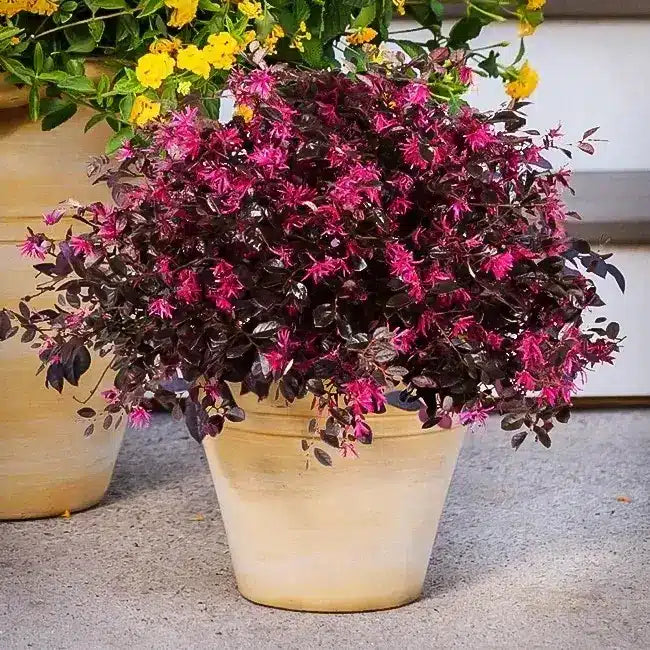 Weiß loropetalum samen for low-maintenance garten anpflanzung
