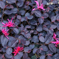 Easy to grow weiß loropetalum samen for containers and gardens
