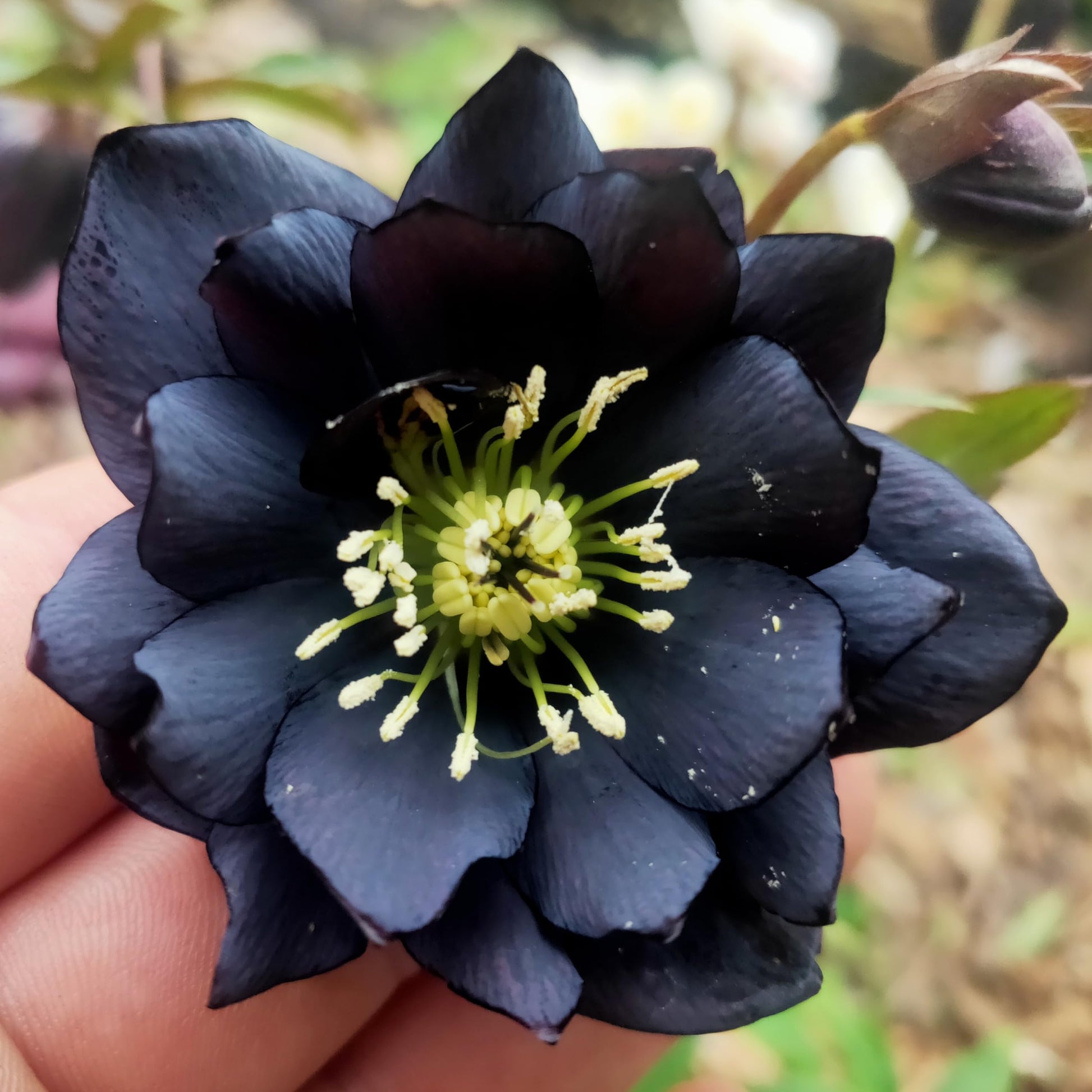 Schwarz lotus blumen floating in a pond
