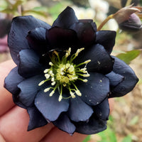 Schwarz lotus blumen floating in a pond
