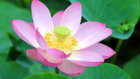 Lotusblumen Samen