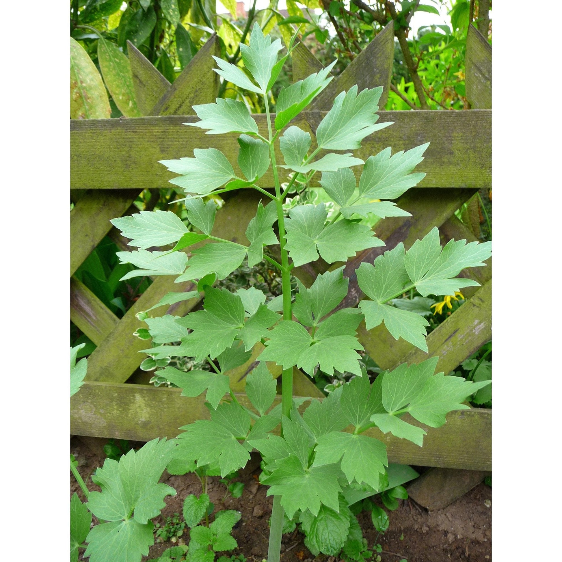 Lovage Pflanze in bloom with yellow Blume umbels