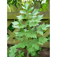 Lovage Pflanze in bloom with yellow Blume umbels