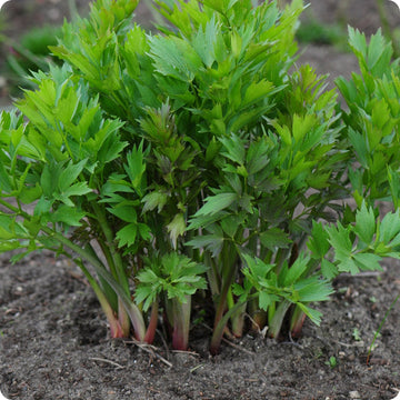 Lovage Samen Levisticum officinale tall perennial Pflanze