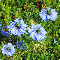 Love-in-a-mist blume samen for anpflanzung