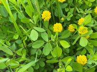 Grün Leaf Clover Blumensamen zur Aussaat farbenfroh Schau Traditionssorte & ohne Gentechnik Samen Hausgarten