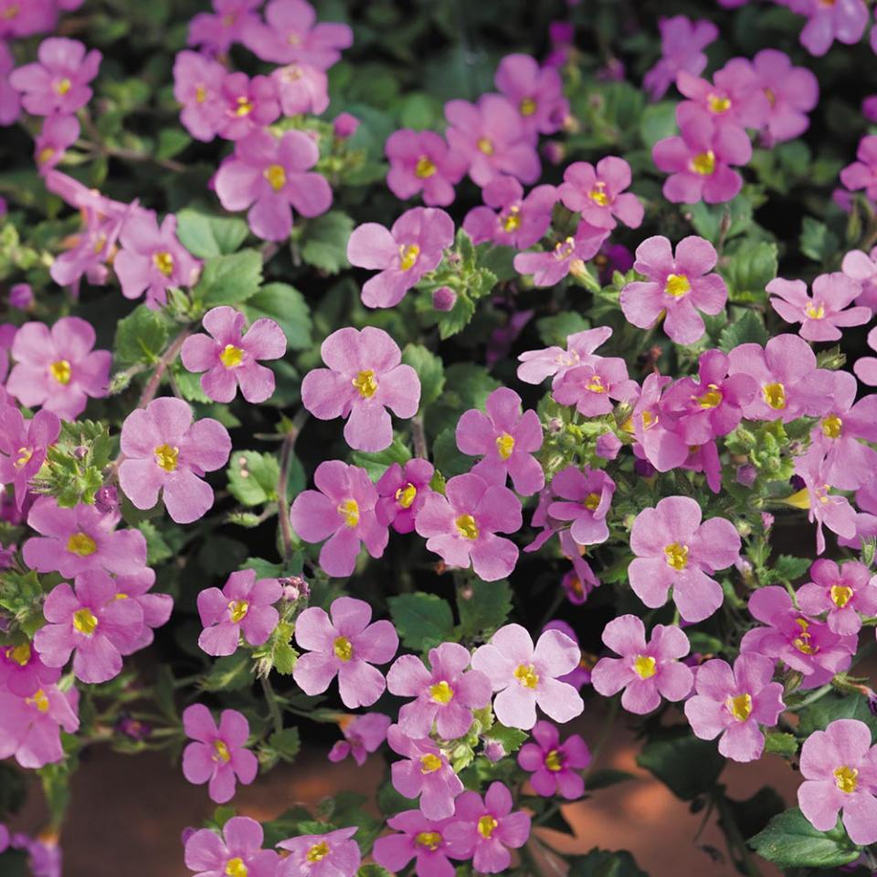 Bacopa Blutopia Blumensamen zur Aussaat