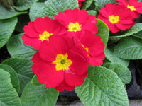 Rot Schlüsselblume Blumensamen sonnenliebend Traditionssorte & ohne Gentechnik Samen Hausgarten
