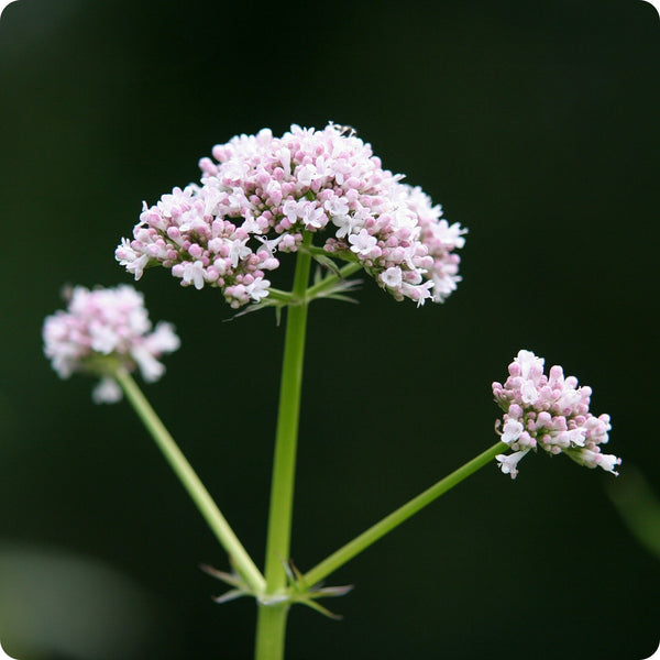 Lubelski Valerian Samen Valeriana officinalis pink white Blumen