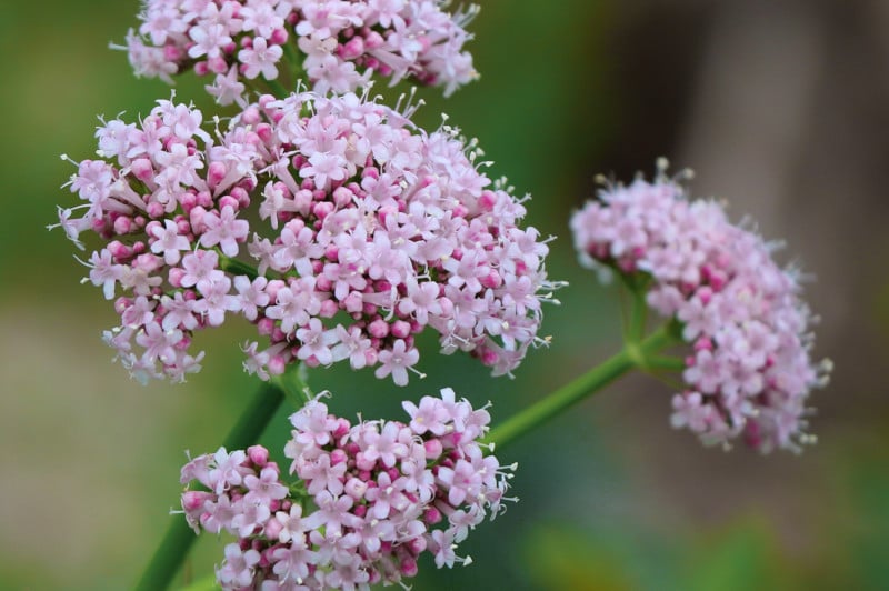 Tall Lubelski Valerian perennial grown from Samen