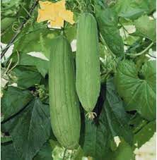 Green Zucca Luffa Samen zum Pflanzen  Gemüse Garden Essential