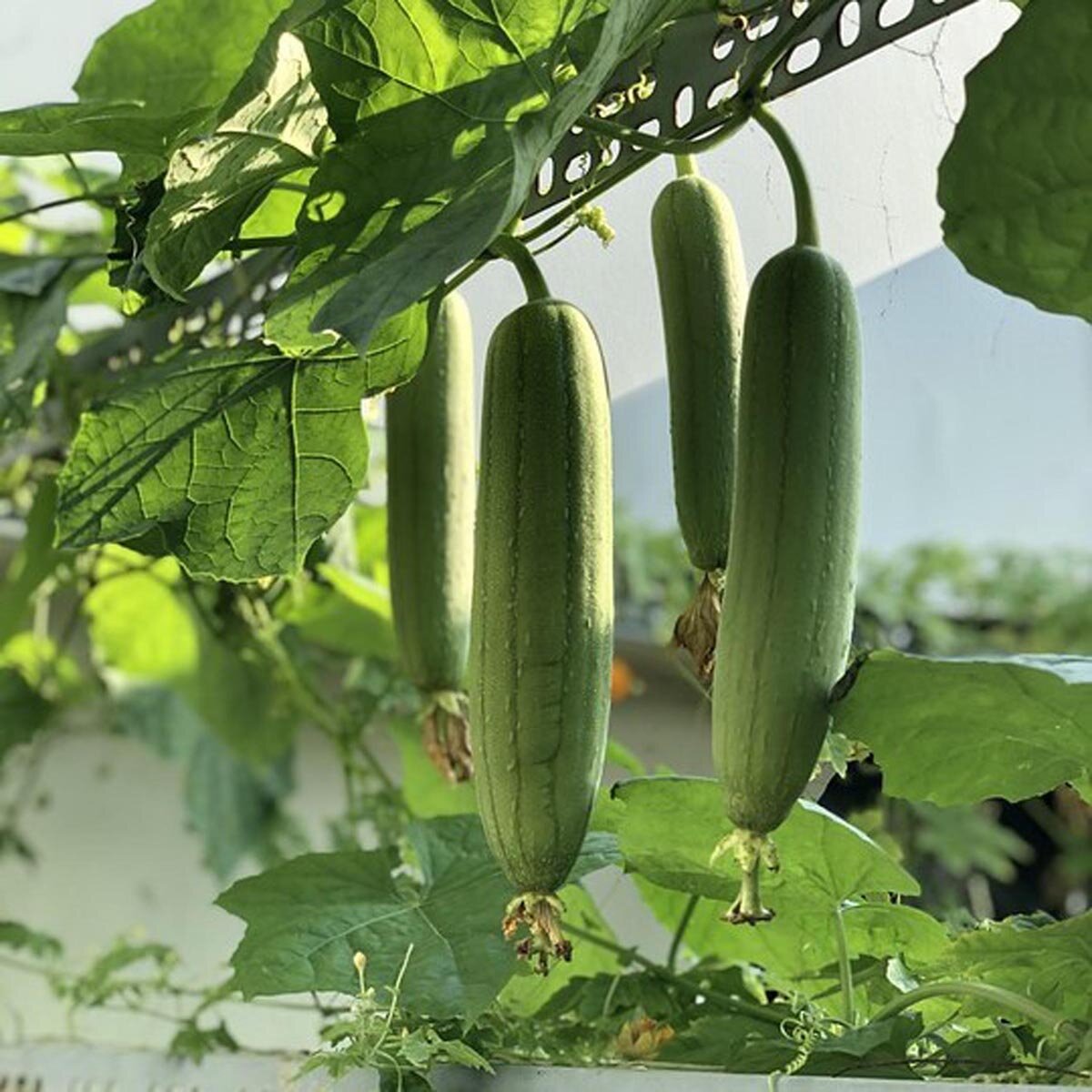 Green Zucca Luffa Samen zum Pflanzen  Gemüse Garden Essential