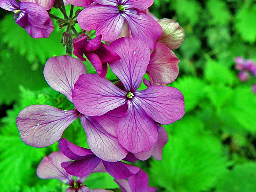Violett Lunaria Money Pflanze Samen zur Aussaat – einzigartig Coin-Shaped Leaves