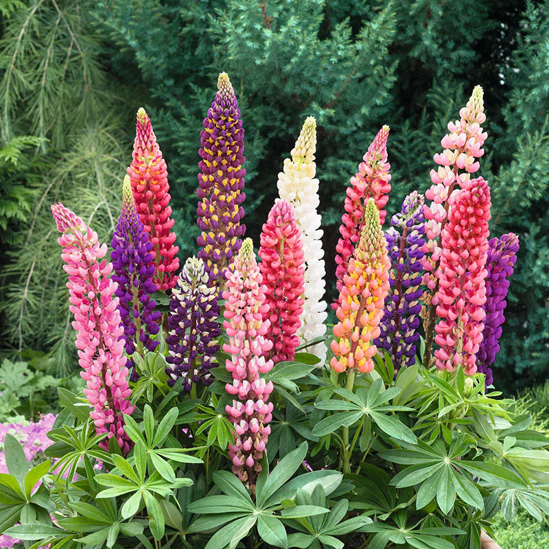 Russell Lupine Samen Blumensamen zur Aussaat Landhaus Garten wichtig Traditionssorte & ohne Gentechnik Samen Hausgarten