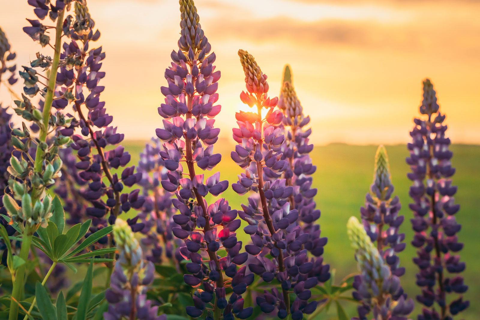 Lila Lupine Blumensamen zur Aussaat – Halbschatten verträglich – Traditionssorte & ohne Gentechnik Samen Hausgarten