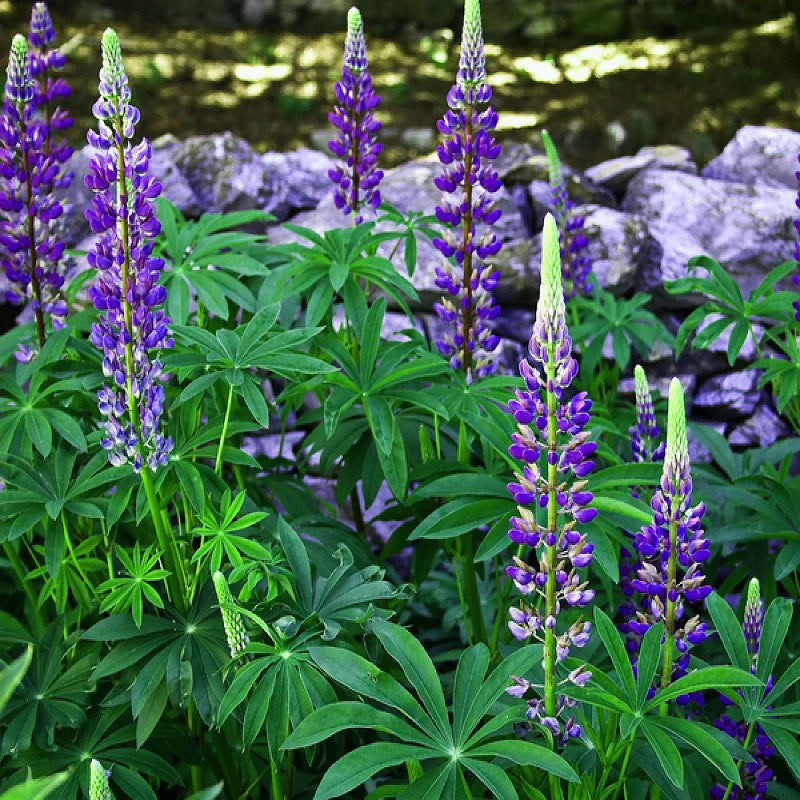 Blau (blau perennial) samen for anpflanzung in home garten