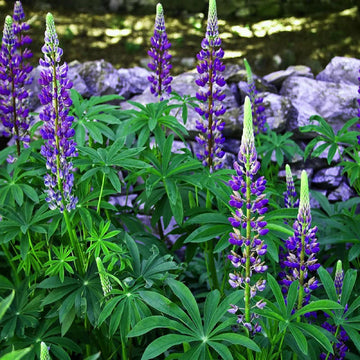 Blau (blau perennial) samen for anpflanzung in home garten