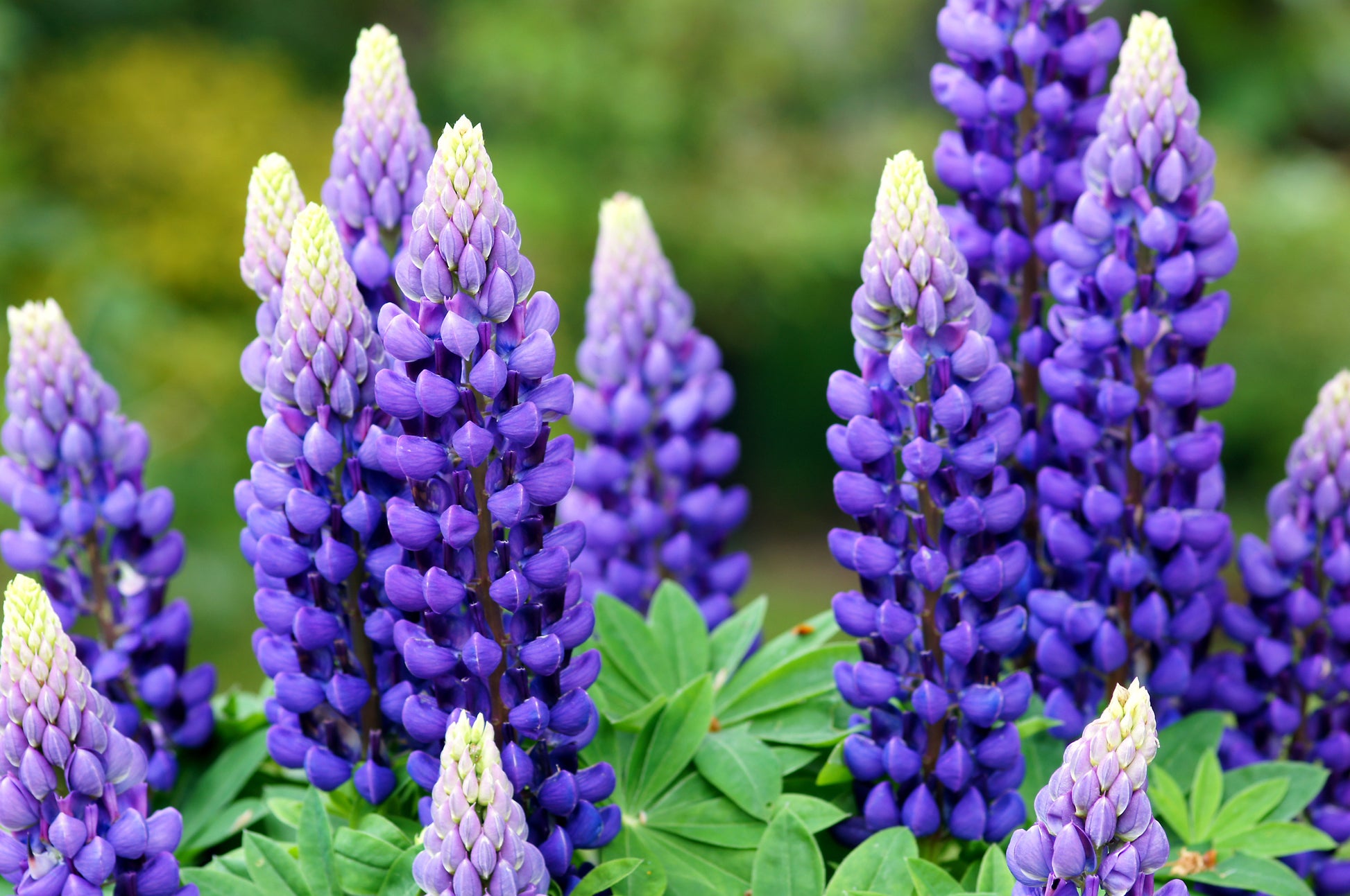 Russell Lupine Samen zur Aussaat Kollektion