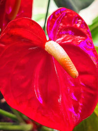 Lush rot anthurium blumen enhancing garten space