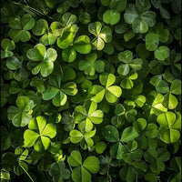 Grün Clover Samen zur Aussaat – robust mehrjährig blühend Clover Garten Samen