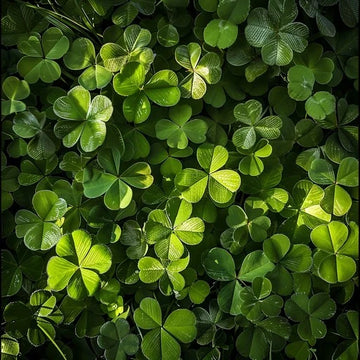 Grün Clover Samen zur Aussaat – robust mehrjährig blühend Clover Garten Samen