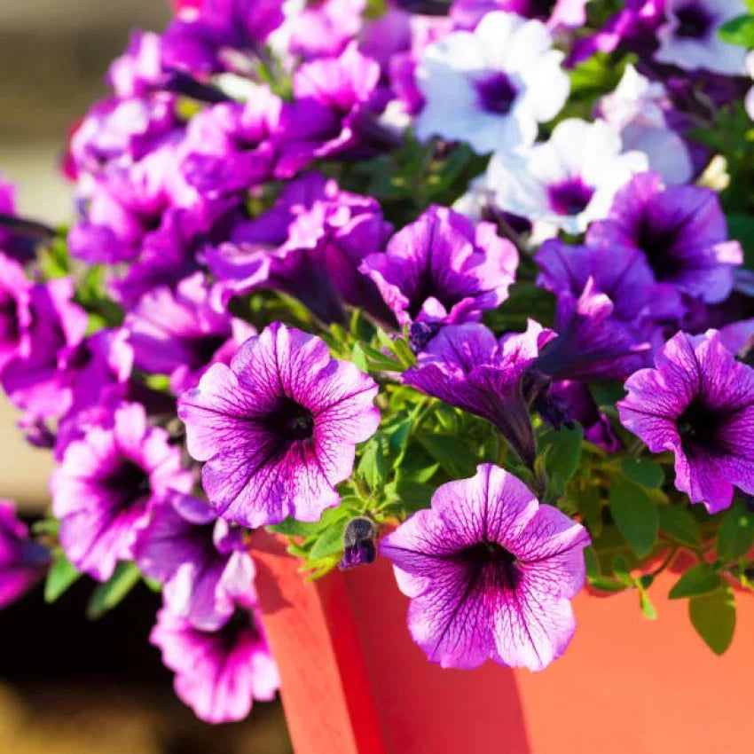 Lush hanging petunia blume samen for vibrant garten anpflanzung