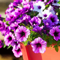 Lush hanging petunia blume samen for vibrant garten anpflanzung