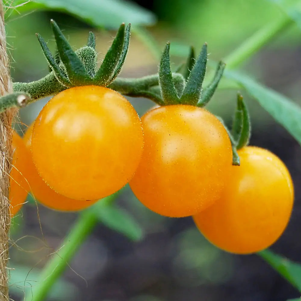 Gold Tomate Samen for Gemüse Planting