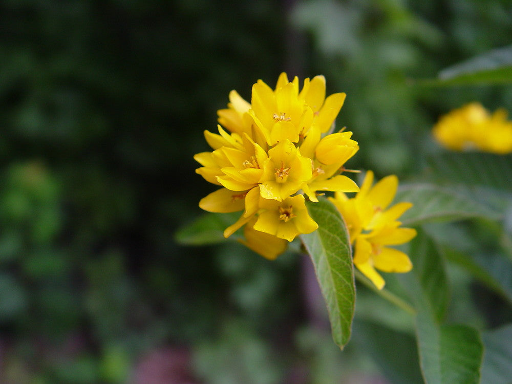 Lysimachus Punctata Blumensamen zur Aussaat Bestäuber freundlich Traditionssorte & ohne Gentechnik Samen Hausgarten