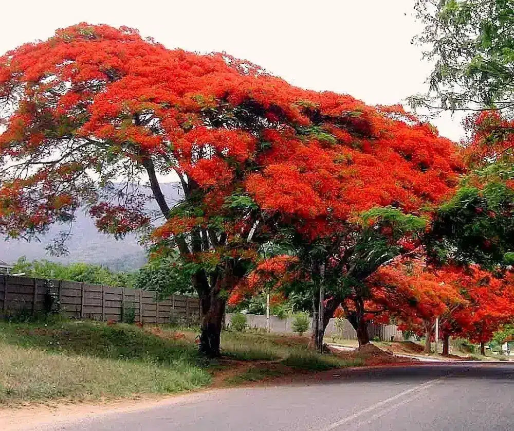 Traditionssorte Gulmohar Baumsamen zur Aussaat ideal Rabatten Traditionssorte & ohne Gentechnik Samen Hausgarten