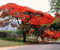 Traditionssorte Gulmohar Baumsamen zur Aussaat ideal Rabatten Traditionssorte & ohne Gentechnik Samen Hausgarten