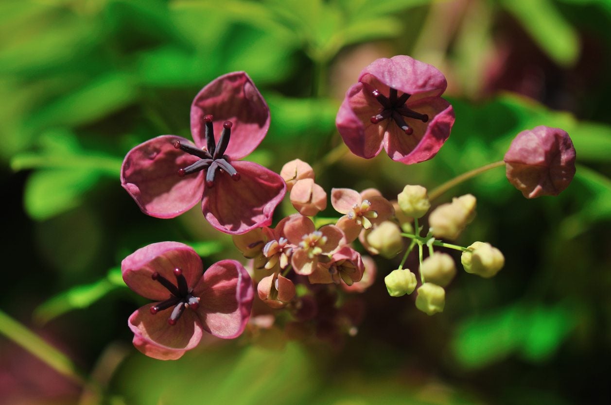Akebia Blumensamen zur Aussaat Anzucht Traditionssorte & ohne Gentechnik Samen Hausgarten