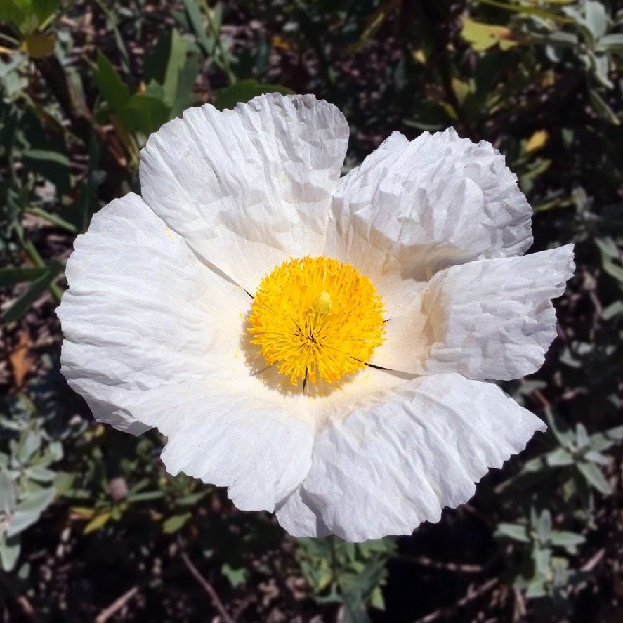 Eggflowers Blumensamen zur Aussaat – Halbschatten verträglich – Traditionssorte & ohne Gentechnik Samen Hausgarten
