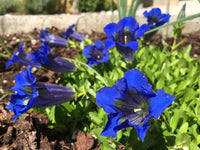 Blau Gentiana Acaulis Blumensamen zur Aussaat – Garten beliebt – Traditionssorte & ohne Gentechnik Samen Hausgarten