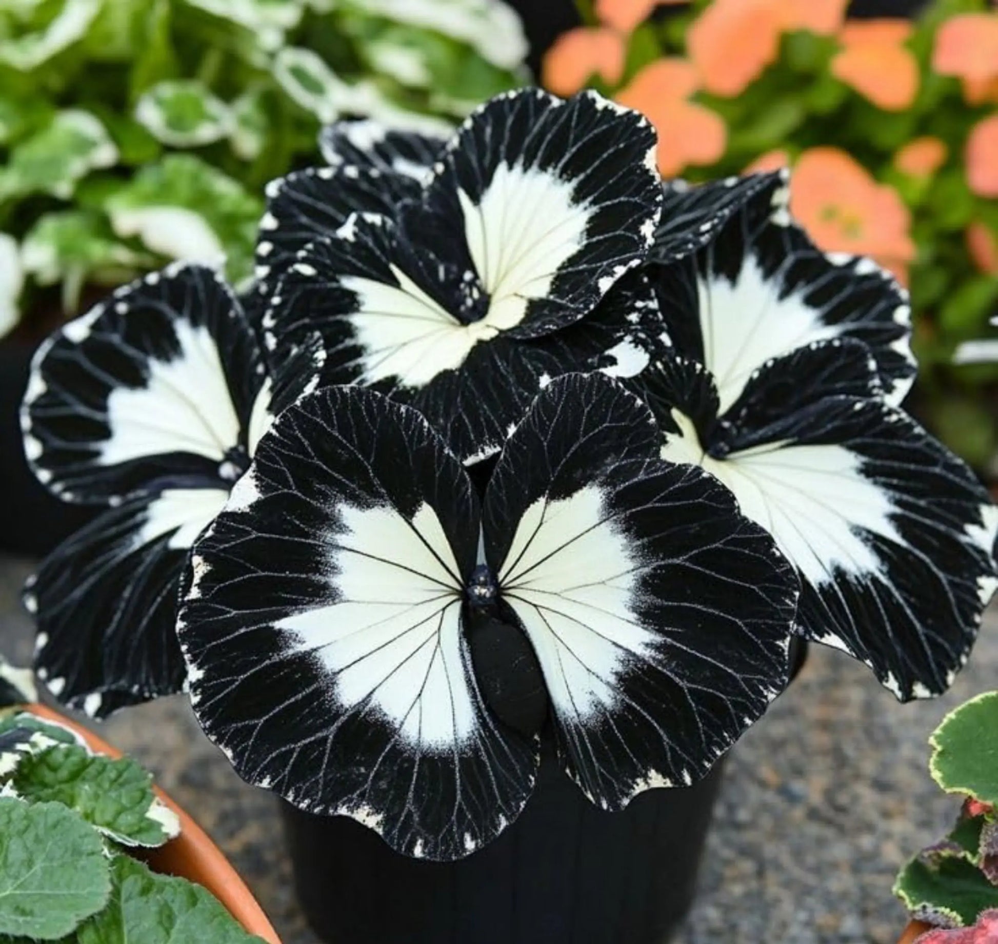 Schwarz Weiß Buntnessel Blumensamen zur Aussaat ideal Rabatten Traditionssorte & ohne Gentechnik Samen Hausgarten