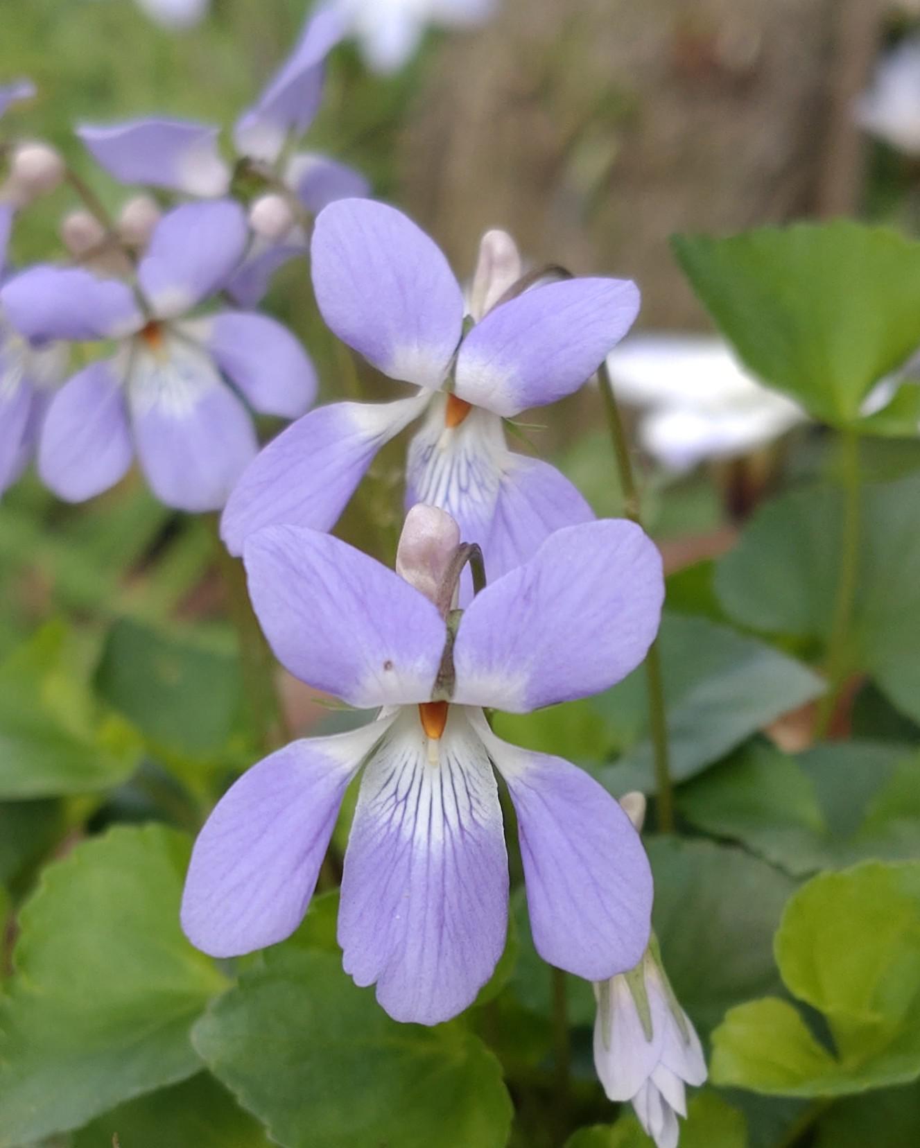 Blau Veilchen Mandshurica Blumensamen zur Aussaat – Anzucht – Traditionssorte & ohne Gentechnik Samen Hausgarten