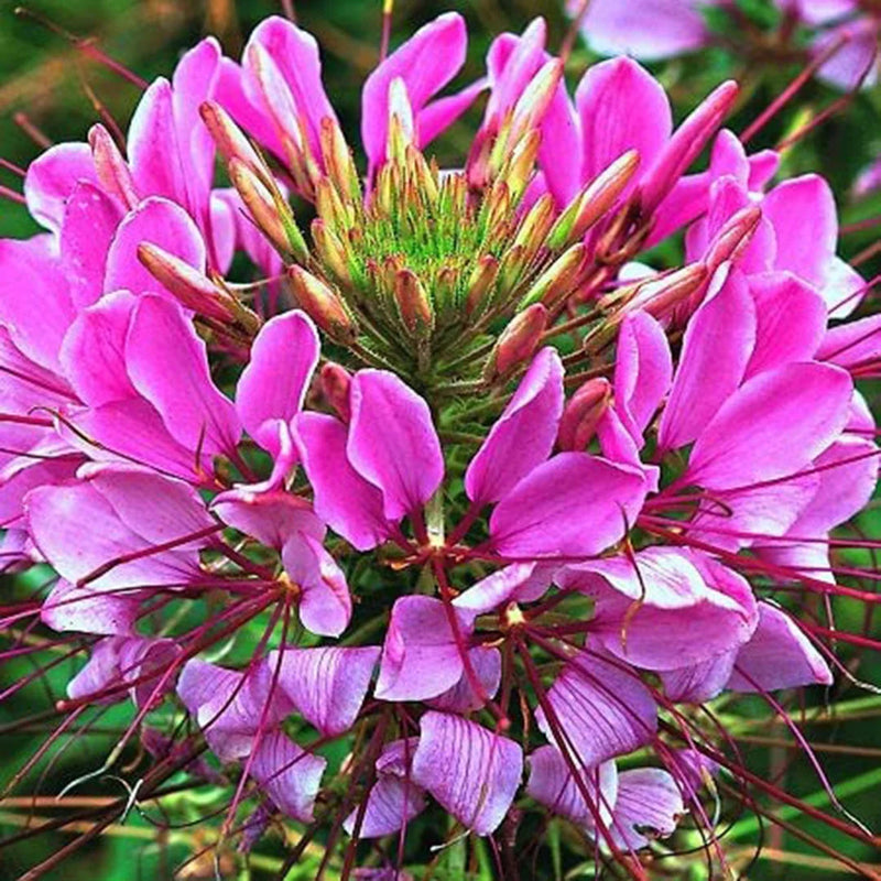 Rosa spiny spider blume samen for anpflanzung - drought tolerant, heirloom & gmo free samen for home garten
sale samen for home garten