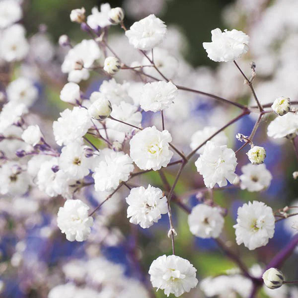 Weiß Gypsophila Snowflake Blumensamen zur Aussaat – Schnitt Blume beliebt – Traditionssorte & ohne Gentechnik Samen Hausgarten