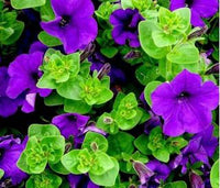 Petunien Samen Grandiflora Violett