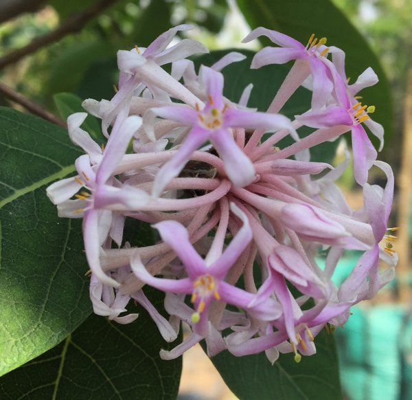Dais Cotinifolia Blumensamen zur Aussaat leuchtend Traditionssorte & ohne Gentechnik Samen Hausgarten