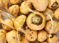 Maca Gemüsesamen für einfache Aussaat